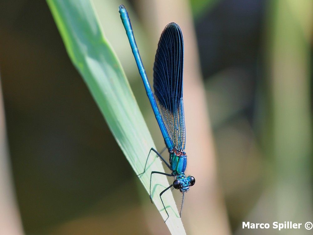 Calopterys splendens ?